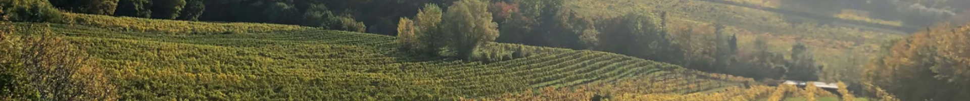 Chassagne Montrachet