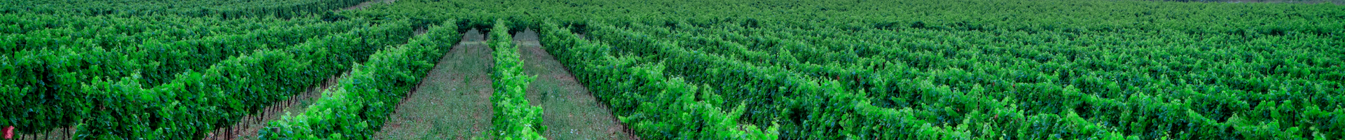 Rosés du Languedoc