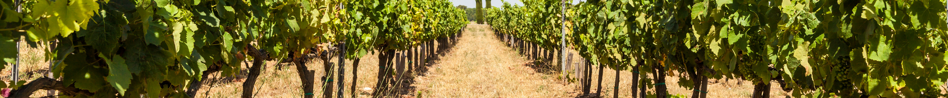 Rosés de Provence