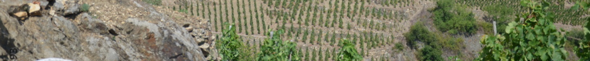 Côte Rôtie