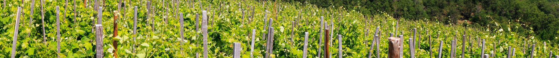 Rosés du Rhône