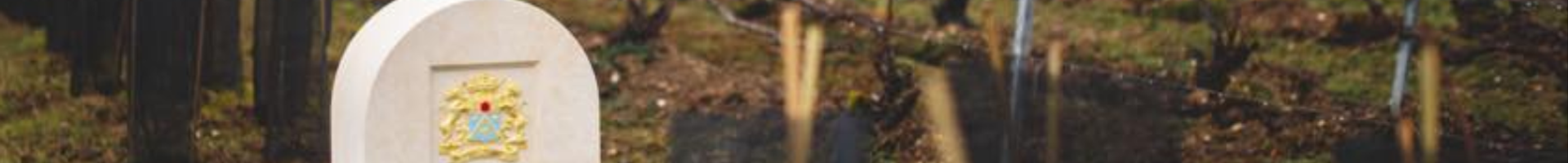 Champagne Ruinart 🍾