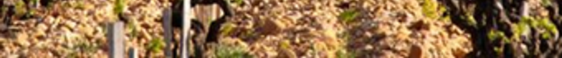 Châteauneuf-du-pape