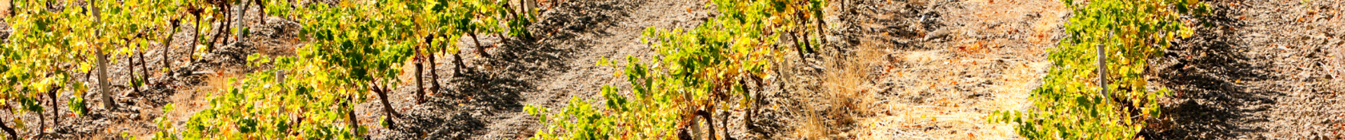 Languedoc Coffrets Vin