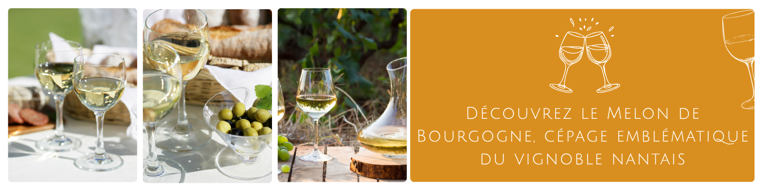 cms-decouvrez-le-melon-de-bourgogne-cepage-emblematique-du-vignoble-nantais.png