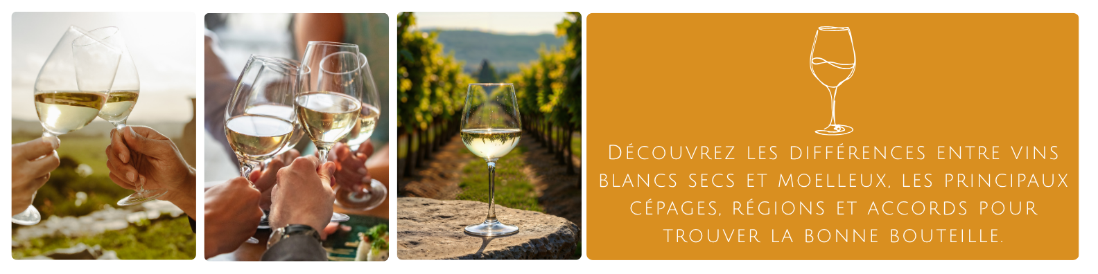 cms-decouvrez-les-differences-entre-vins-blancs-secs-et-moelleux-les-principaux-cepages-regions-et-accords-pour-trouver-la-bonne-bouteille..png
