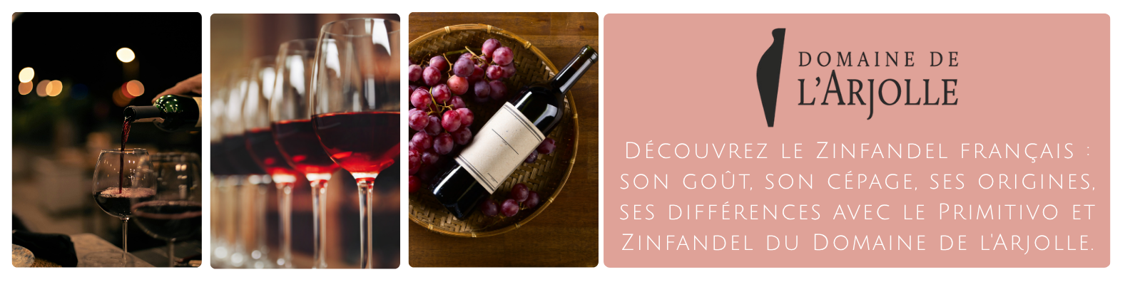 cms-decouvrez-le-zinfandel-francais-son-gout-son-cepage-ses-origines-ses-differences-avec-le-primitivo-et-zinfandel-du-domaine-de-larjolle..png